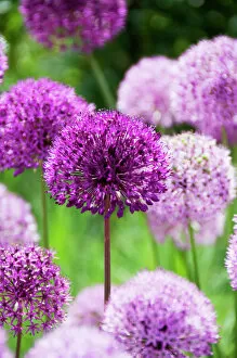 Plants and Flowers Collection: Purple alliums N060068