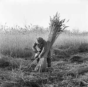 Work Collection: Reed cutting, Norfolk a98_07731