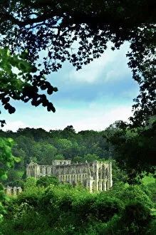 Wood Land Collection: Rievaulx Abbey N100029