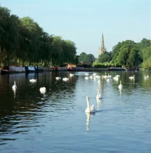 Water Fowl Collection: River Avon, Stratford-upon-Avon K991548
