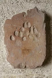 Images Dated 26th August 2009: Roman tile with dog paw imprint K030449