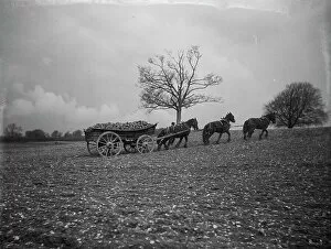 1900s Collection: Root vegetable wagon MCF01_02_1352