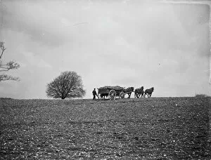 Agriculture Collection: Root vegetable wagon MCF01_02_1353