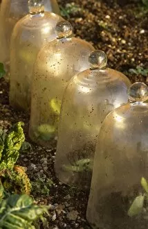 Audley End gardens Collection: Row of bell cloches M070037