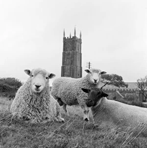 Images Dated 28th July 2009: Sheep a087032