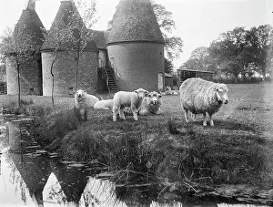 Pond Collection: Sheep MCF01_02_0892