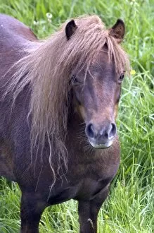 Images Dated 19th May 2005: Shetland pony DP049437