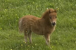 Images Dated 19th May 2005: Shetland pony DP049445