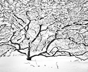 White Collection: Snow covered tree N090012