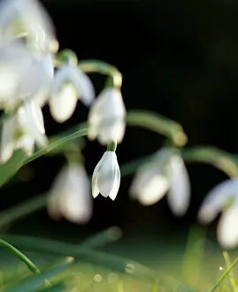 Plants and Flowers Collection: Snowdrops K060051