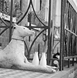 Animals: Dogs Collection: Stone greyhound a071577