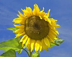 Plants and Flowers Collection: Sunflower DP068840
