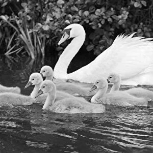 Animals: Birds Collection: Swan and cygnets a064278