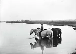 Images Dated 29th September 2022: Taking horses to water BB026108