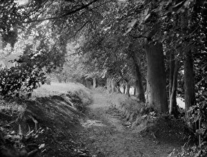 Images Dated 28th July 2011: Tree lined path CC97_02708