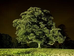 Brodsworth Hall gardens Collection: Tree at night N071140