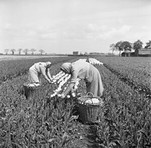 Plants and Flowers Collection: Tulip picking, Lincolnshire a98_09310
