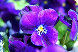 Brodsworth Hall gardens Collection: Violets N100281