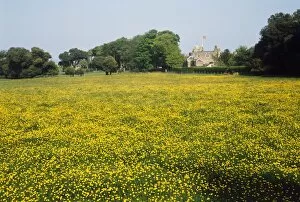 Yellow Collection: Walmer Castle Meadow K980408