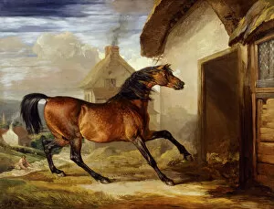Horse Collection: Ward - Walton J940246