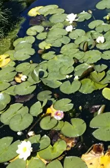 Tranquil Collection: Water Lillies M010236