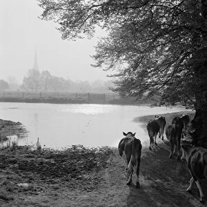 Livestock Collection: Water meadows a083399