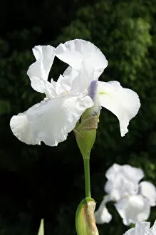 Flower Collection: White iris N060066