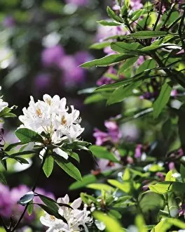 Witley Court gardens Collection: White rhodedendron flower N030031