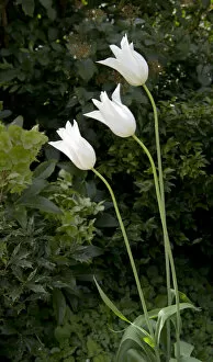 White Collection: White tulips DP139600