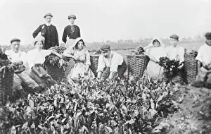 Woad production, Algarkirk, Lincolnshire NMR02_01_00009