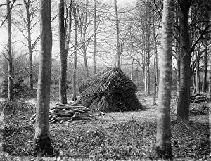 Farming and rural economy Collection: Wood stack MCF01_02_1359