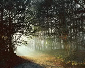 Atmospheric Collection: Woodland path J070052